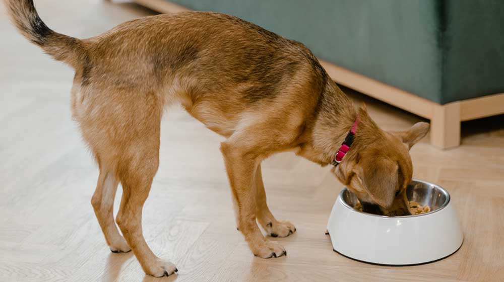 Where can I buy bone broth for dogs UK