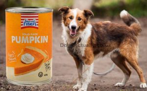 Where can I buy canned pumpkin for dogs UK