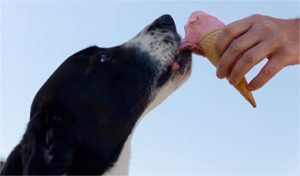 where can I buy dog ice cream UK