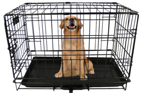 medium dog crate UK