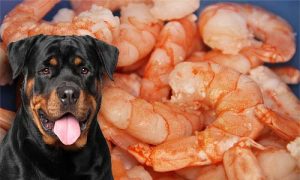 can dogs eat prawns